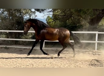 PRE Mix, Stallone, 4 Anni, 167 cm, Pelle di daino