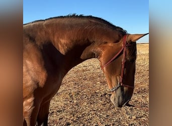 PRE, Stallone, 4 Anni, 168 cm, Baio