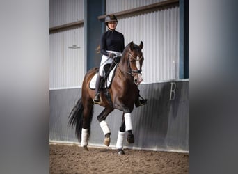 PRE, Stallone, 4 Anni, 168 cm, Baio
