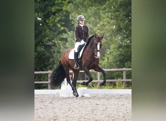 PRE, Stallone, 4 Anni, 168 cm, Baio