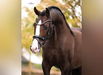 PRE, Stallone, 4 Anni, 168 cm, Baio