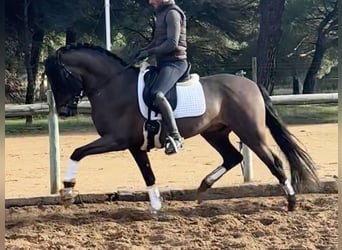 PRE Mix, Stallone, 4 Anni, 168 cm, Baio