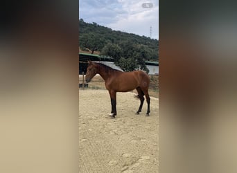 PRE, Stallone, 4 Anni, 168 cm, Baio ciliegia