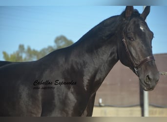 PRE, Stallone, 4 Anni, 168 cm, Baio nero