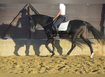 PRE, Stallone, 4 Anni, 168 cm, Baio nero