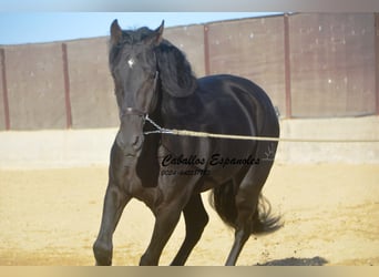 PRE, Stallone, 4 Anni, 168 cm, Baio nero