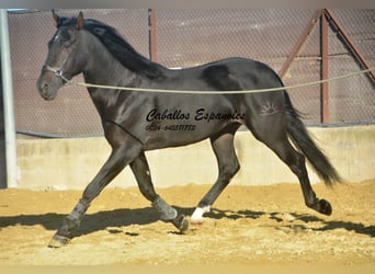 PRE, Stallone, 4 Anni, 168 cm, Baio nero