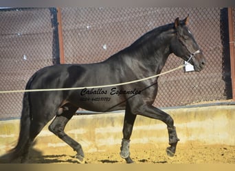 PRE, Stallone, 4 Anni, 168 cm, Baio nero