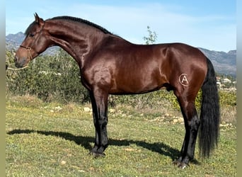 PRE Mix, Stallone, 4 Anni, 168 cm, Baio scuro