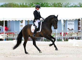 PRE, Stallone, 4 Anni, 168 cm, Baio scuro