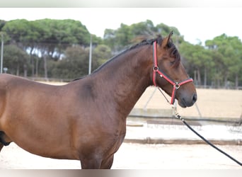 PRE Mix, Stallone, 4 Anni, 168 cm, Baio scuro