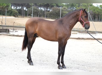 PRE Mix, Stallone, 4 Anni, 168 cm, Baio scuro