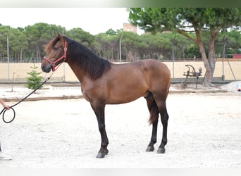 PRE Mix, Stallone, 4 Anni, 168 cm, Baio scuro