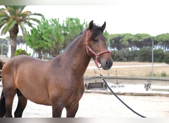 PRE Mix, Stallone, 4 Anni, 168 cm, Baio scuro