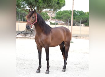 PRE Mix, Stallone, 4 Anni, 168 cm, Baio scuro
