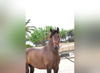 PRE Mix, Stallone, 4 Anni, 168 cm, Baio scuro