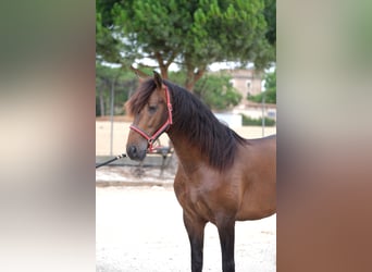 PRE Mix, Stallone, 4 Anni, 168 cm, Baio scuro