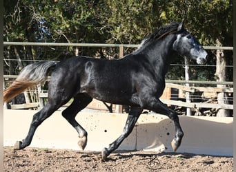 PRE, Stallone, 4 Anni, 168 cm, Grigio