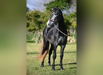 PRE, Stallone, 4 Anni, 168 cm, Grigio