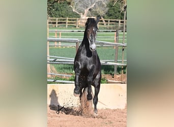 PRE, Stallone, 4 Anni, 168 cm, Grigio