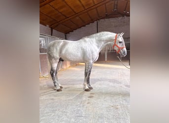 PRE Mix, Stallone, 4 Anni, 168 cm, Grigio