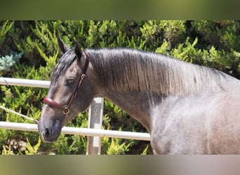 PRE Mix, Stallone, 4 Anni, 168 cm, Grigio