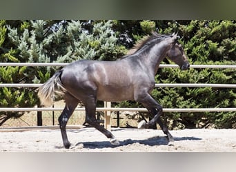 PRE Mix, Stallone, 4 Anni, 168 cm, Grigio