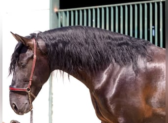 PRE Mix, Stallone, 4 Anni, 168 cm, Morello