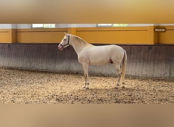 PRE, Stallone, 4 Anni, 168 cm, Perlino