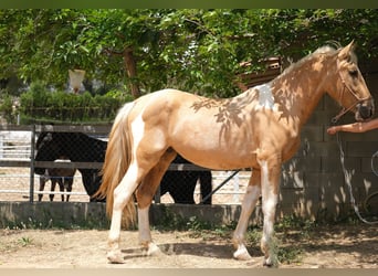 PRE Mix, Stallone, 4 Anni, 168 cm, Pezzato