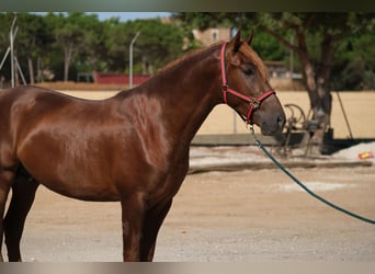 PRE Mix, Stallone, 4 Anni, 168 cm, Sauro