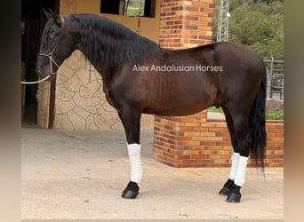 PRE Mix, Stallone, 4 Anni, 169 cm, Morello