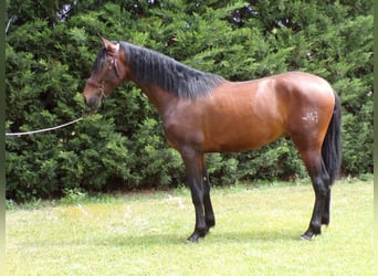 PRE, Stallone, 4 Anni, 170 cm, Baio