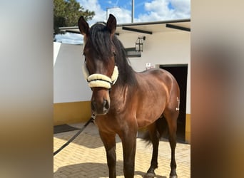PRE Mix, Stallone, 4 Anni, 170 cm, Baio scuro