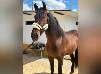 PRE Mix, Stallone, 4 Anni, 170 cm, Baio scuro