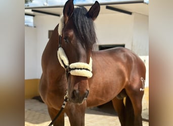 PRE Mix, Stallone, 4 Anni, 170 cm, Baio scuro