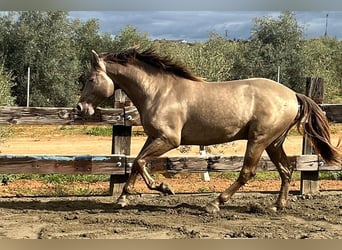 PRE Mix, Stallone, 4 Anni, 170 cm, Champagne