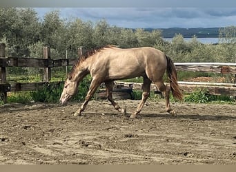 PRE Mix, Stallone, 4 Anni, 170 cm, Champagne