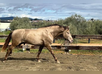 PRE Mix, Stallone, 4 Anni, 170 cm, Champagne