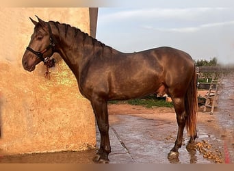 PRE Mix, Stallone, 4 Anni, 170 cm, Champagne