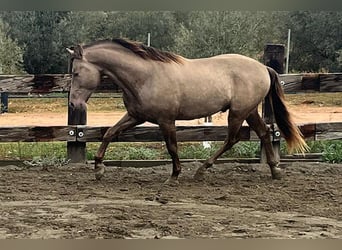 PRE Mix, Stallone, 4 Anni, 170 cm, Champagne