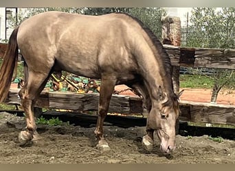 PRE Mix, Stallone, 4 Anni, 170 cm, Champagne