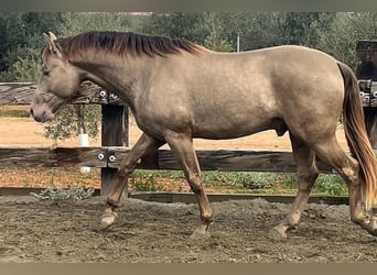 PRE Mix, Stallone, 4 Anni, 170 cm, Champagne