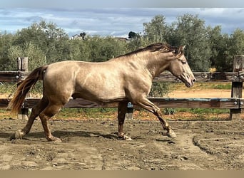 PRE Mix, Stallone, 4 Anni, 170 cm, Champagne