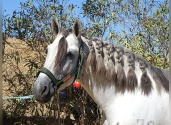 PRE Mix, Stallone, 4 Anni, 170 cm, Grigio