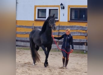 PRE, Stallone, 4 Anni, 170 cm, Grigio ferro