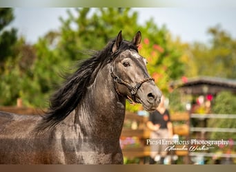 PRE, Stallone, 4 Anni, 170 cm, Grigio ferro