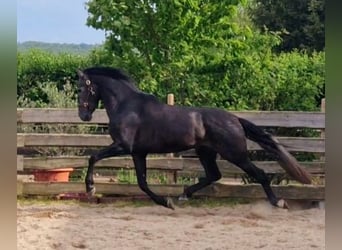 PRE, Stallone, 4 Anni, 170 cm, Grigio ferro