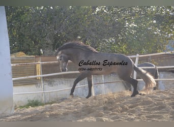 PRE, Stallone, 4 Anni, 170 cm, Grigio pezzato