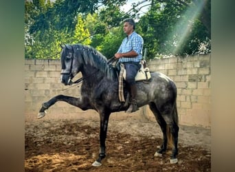 PRE Mix, Stallone, 4 Anni, 170 cm, Grigio pezzato
